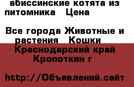 абиссинские котята из питомника › Цена ­ 15 000 - Все города Животные и растения » Кошки   . Краснодарский край,Кропоткин г.